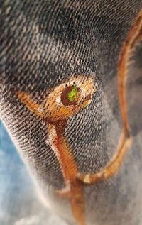 Mantis filigran zoom A